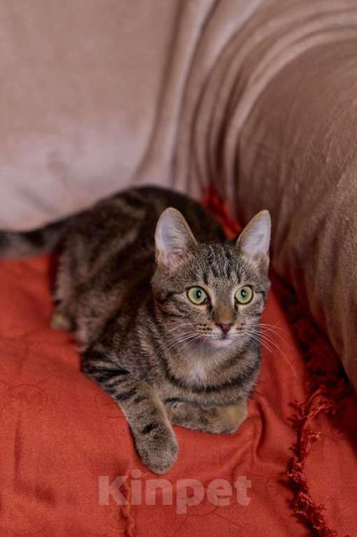 Кошки в Ореховом-Зуево: Мраморный котик Мальчик, Бесплатно - фото 3