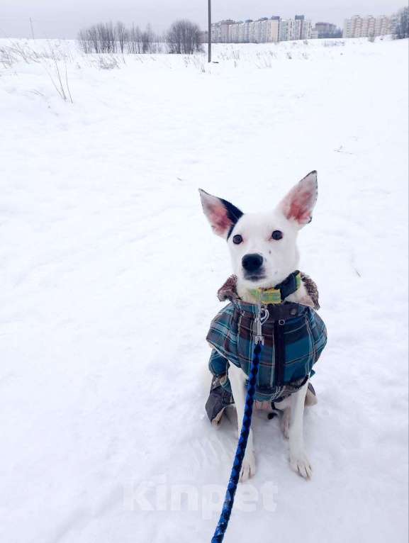 Собаки в Санкт-Петербурге: Небольшая красивая собачка ищет дом Девочка, Бесплатно - фото 2