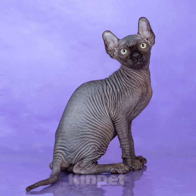 Кошки в Новокузнецке: Котенок канадский сфинкс Эльф Мальчик, Бесплатно - фото 6