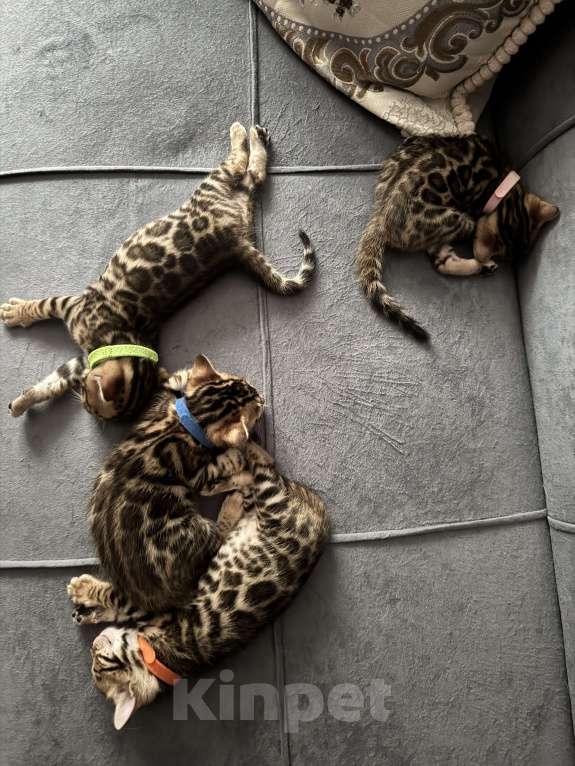 Кошки в Москве: Бенгальские котята Мальчик, 25 000 руб. - фото 1