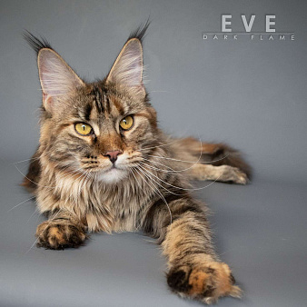 Ева — мраморное чудо с шелковым характером