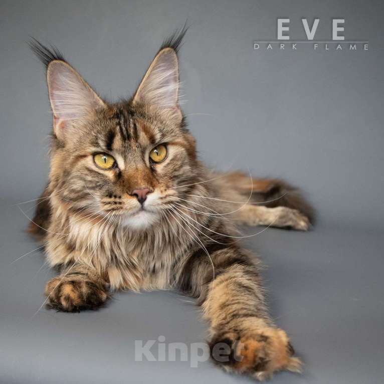 Кошки в других городах Воронежской области: Ева — мраморное чудо с шелковым характером Девочка, 50 000 руб. - фото 1