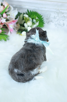 🐾 Доступен для бронирования малыш кавалер кинг чарльз спаниеля — уникальный мраморный окрас!🐾