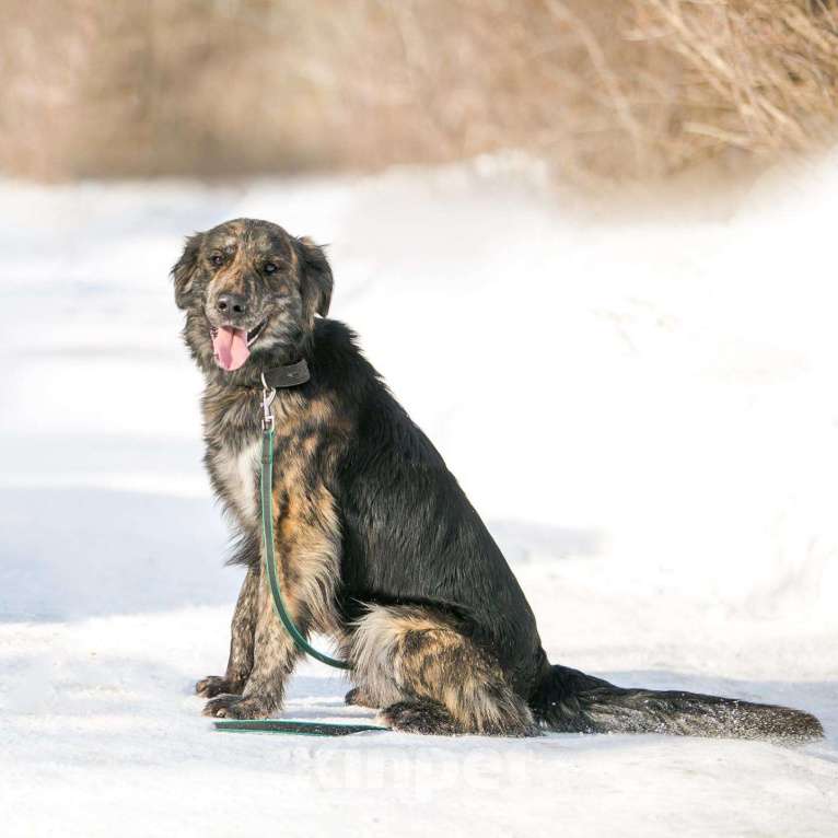 Собаки в Москве: Ласковый молодой ретривер Лорд в добрые руки Мальчик, 1 руб. - фото 4
