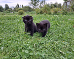 Кошки в Санкт-Петербурге: Шотландские котята Мальчик, 40 000 руб. - фото 5