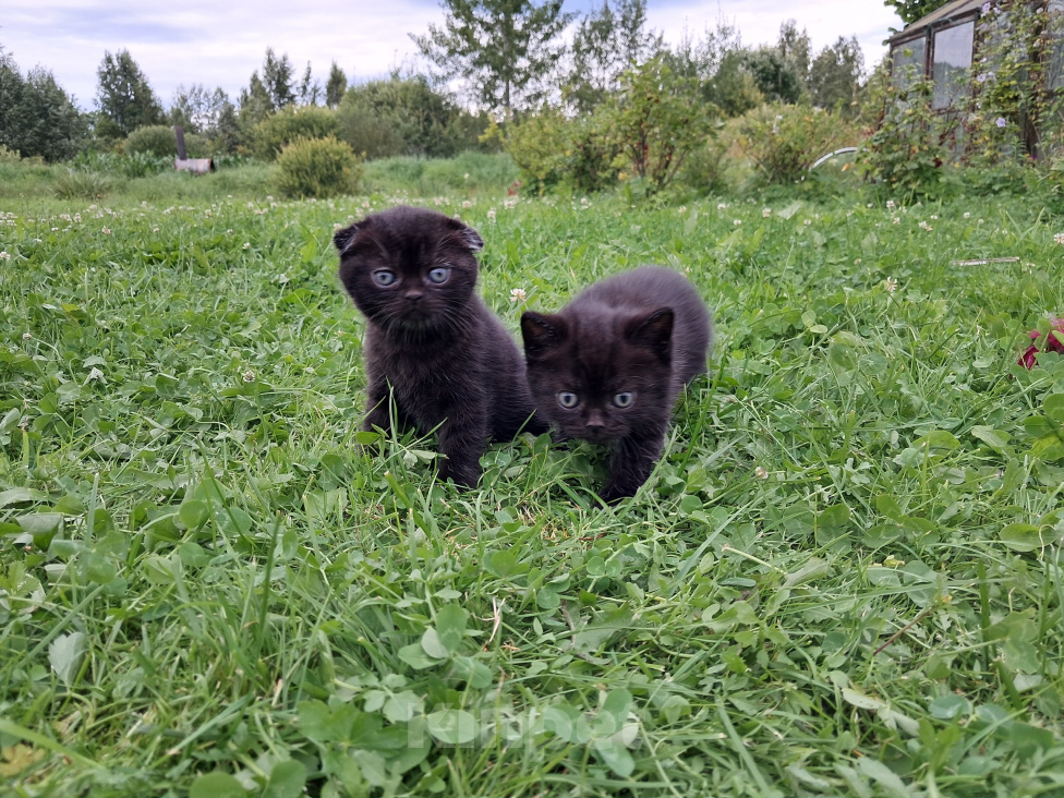 Кошки в Санкт-Петербурге: Шотландские котята Мальчик, 40 000 руб. - фото 5