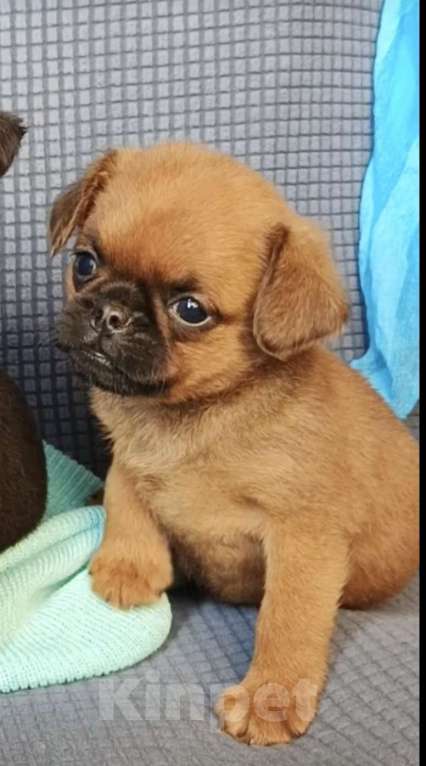 Собаки в Москве: Мальчик малого брабансона Мальчик, 40 000 руб. - фото 2