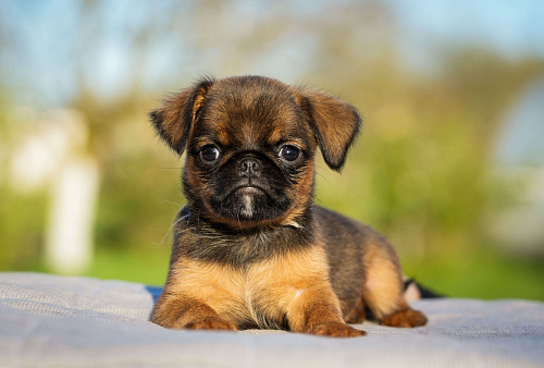 Объявление: продается щенок пти брабансона, 45 000 руб., Санкт-Петербург