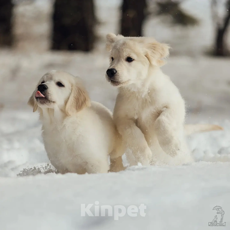 Собаки в Красноярске: Высокопородные щенки Золотистого ретривера Мальчик, Бесплатно - фото 5