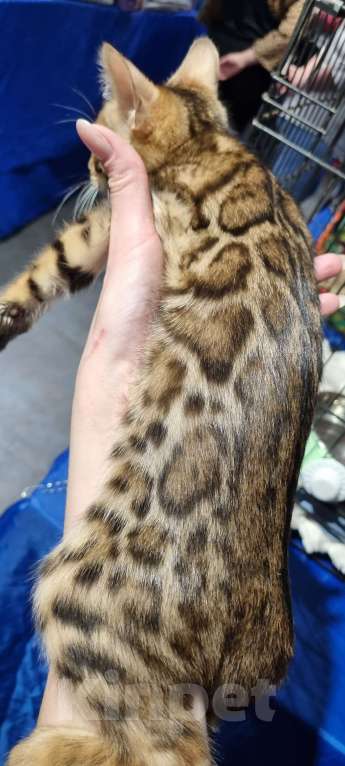 Кошки в Кемерово: Бенгальские котята с документами Девочка, 50 000 руб. - фото 4