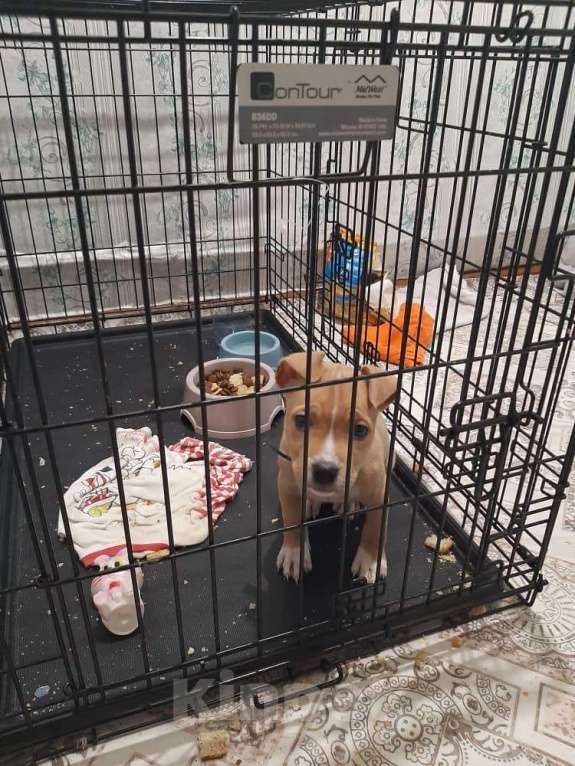 Собаки в других городах Иркутской области: Девочка стаффа Девочка, 15 000 руб. - фото 2