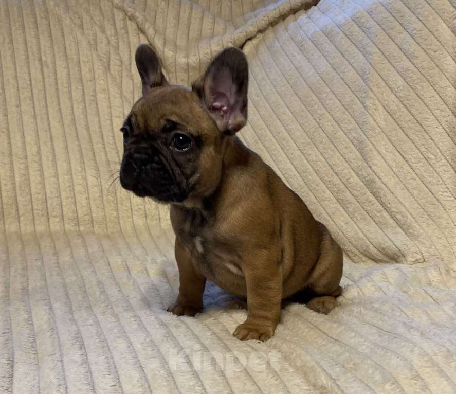 Собаки в Санкт-Петербурге: Шикарная девочка француженка  Девочка, 40 000 руб. - фото 8