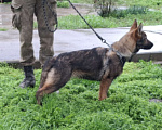 Собаки в других городах Крыма: Щенок немецкой овчарки Девочка, Бесплатно - фото 1