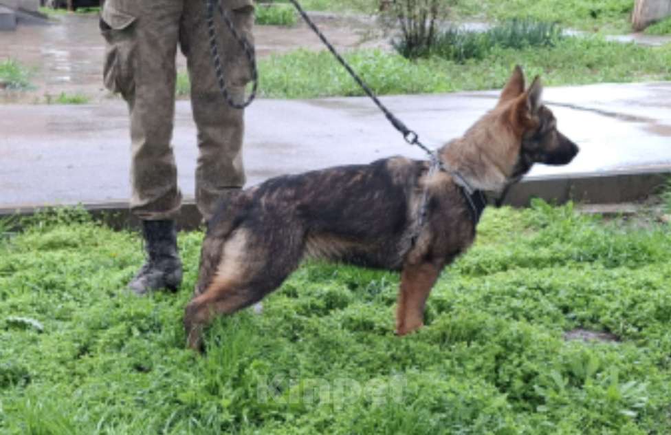 Собаки в других городах Крыма: Щенок немецкой овчарки Девочка, Бесплатно - фото 1