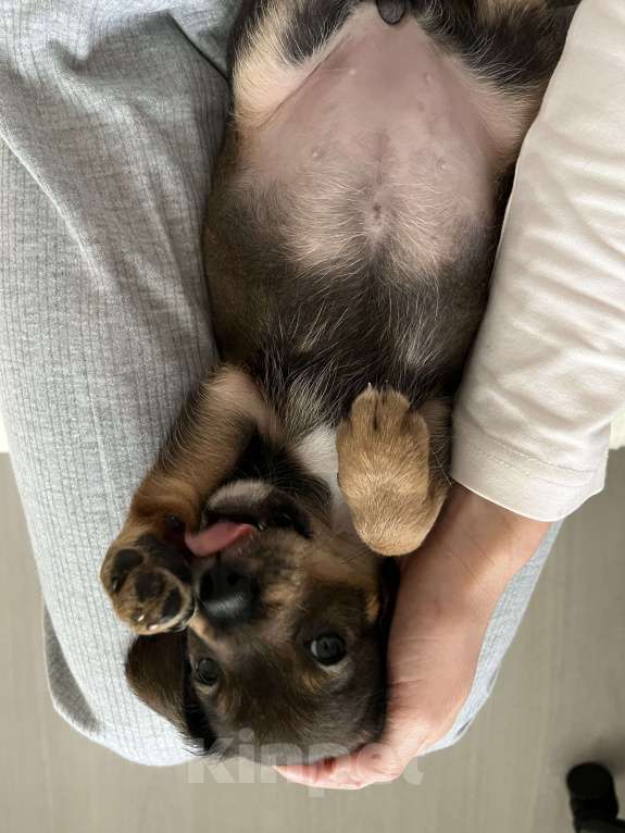 Собаки в Краснодаре: Щенок эстонская гончая  Девочка, 3 000 руб. - фото 3