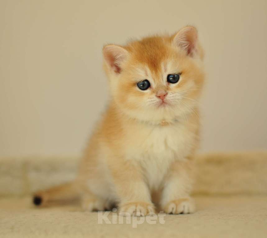 Кошки в Уфе: Британский котик окраса золотая шиншилла Мальчик, 40 000 руб. - фото 5