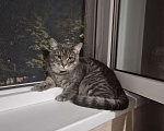 Кошки в Москве: Котёнка в добрые руки Мальчик, Бесплатно - фото 1