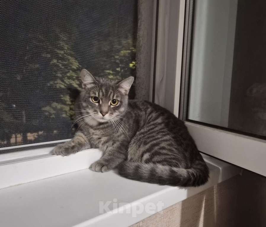 Кошки в Москве: Котёнка в добрые руки Мальчик, Бесплатно - фото 1