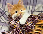 Кошки в Сосновом Бору: Котенок Винни Мальчик, Бесплатно - фото 1