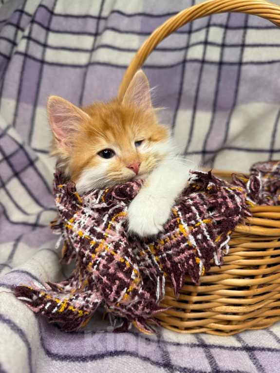 Кошки в Сосновом Бору: Котенок Винни Мальчик, Бесплатно - фото 1