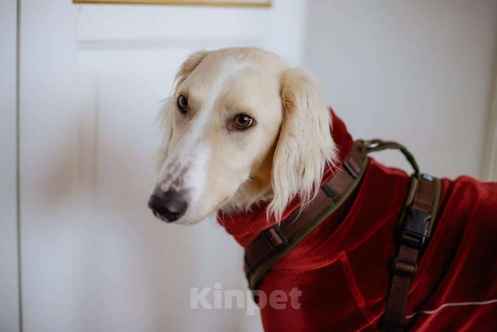 Собаки в Москве: Борзая тазы в дар в добрые руки Мальчик, Бесплатно - фото 1