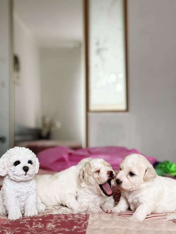 Собаки в Казани: Чудесные бишон-фризе Девочка, 100 000 руб. - фото 7