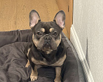 Собаки в Москве: Французский бульдог, вязка Мальчик, 7 000 руб. - фото 3