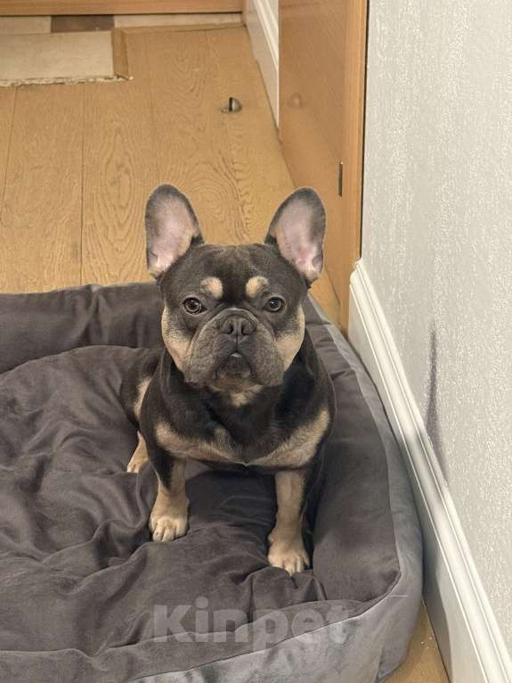 Собаки в Москве: Французский бульдог, вязка Мальчик, 7 000 руб. - фото 3