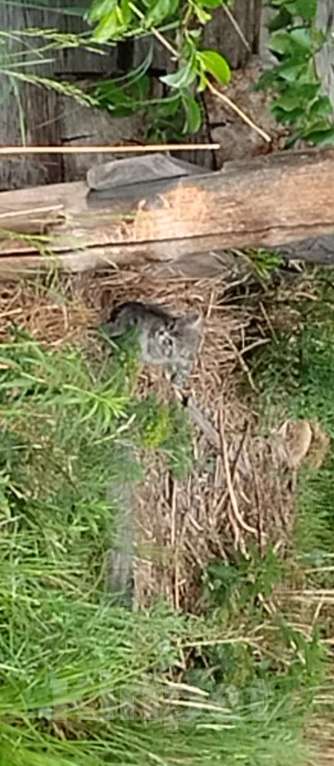 Кошки в Каменске-Уральском: Светлый котёнок серо-белый Девочка, Бесплатно - фото 2