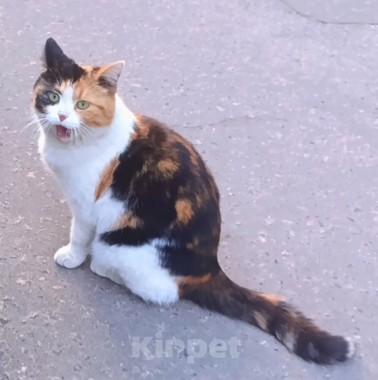 Кошки в Москве: Трехцветная кошка в дар Девочка, Бесплатно - фото 5