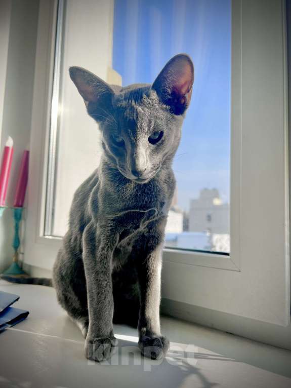 Кошки в Москве: Ориентальный мальчик Мальчик, 40 000 руб. - фото 5