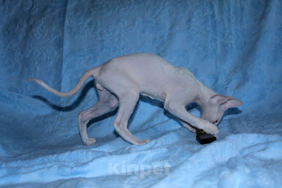 Кошки в Москве: белый голубоглазый кудрявый котенок Мальчик, 70 000 руб. - фото 4