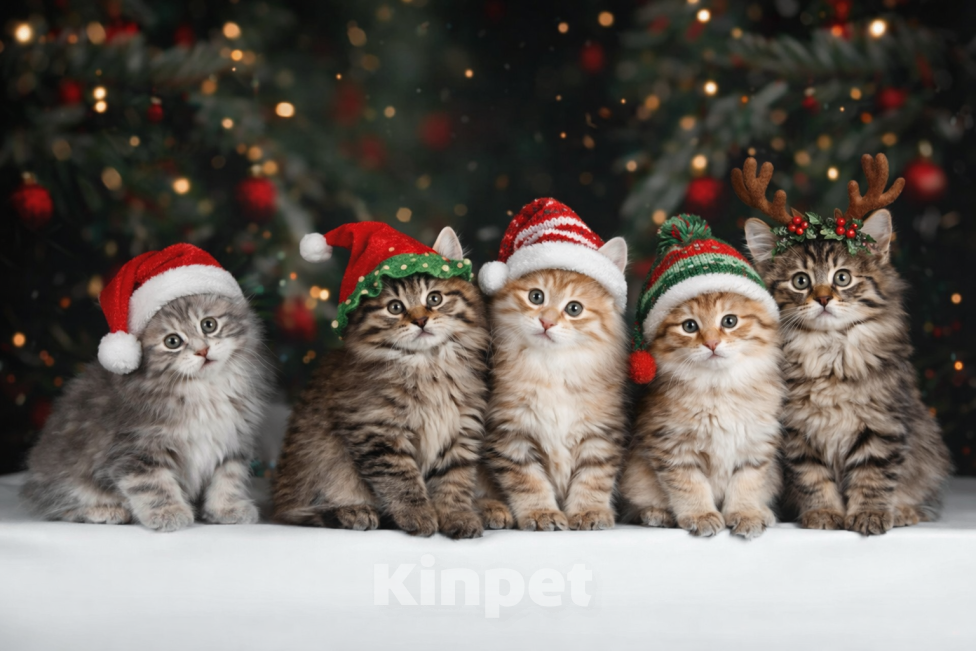 Кошки в Дедовске: Клубные котята-курилята Мальчик, 60 000 руб. - фото 1