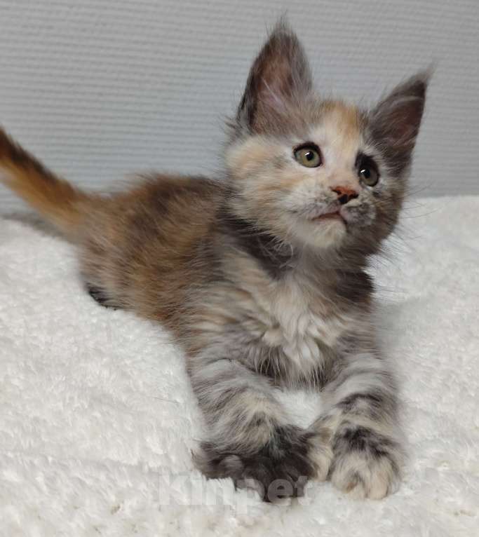 Кошки в Туле: Мейн-кун полилакт девочка Девочка, 35 000 руб. - фото 7