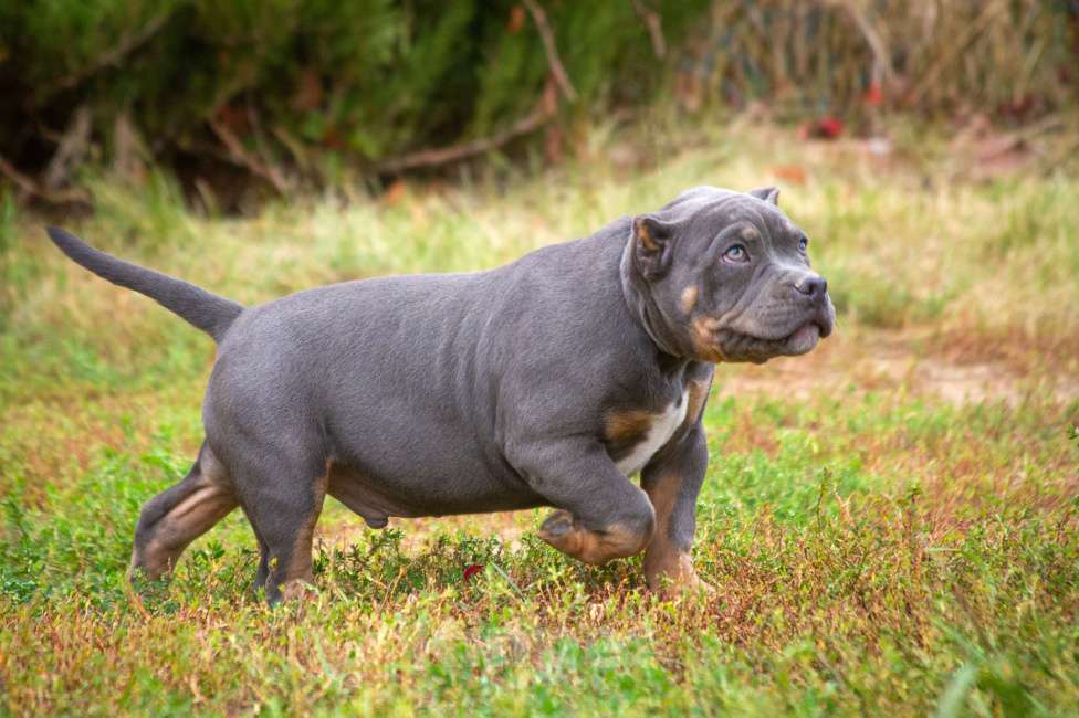 Собаки в других городах Московской области: Американский булли  Мальчик, 160 000 руб. - фото 6