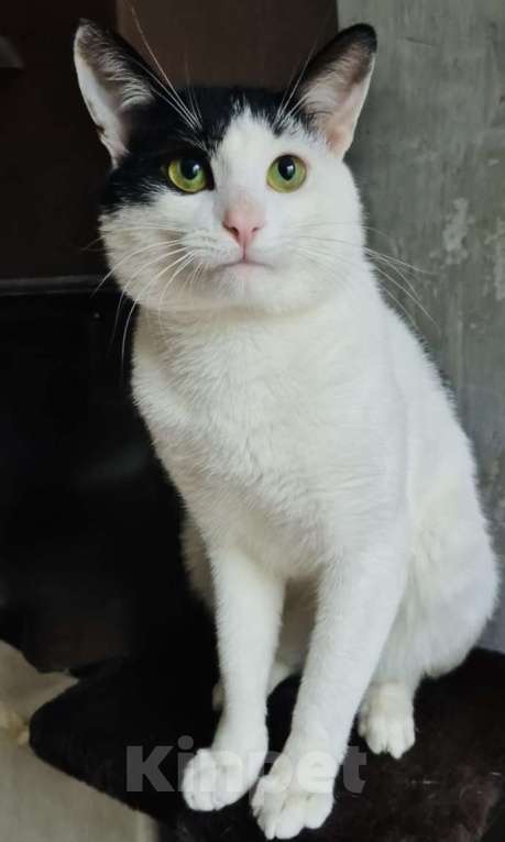 Кошки в Москве: Зеленоглазый кот в добрые руки Мальчик, 10 руб. - фото 4