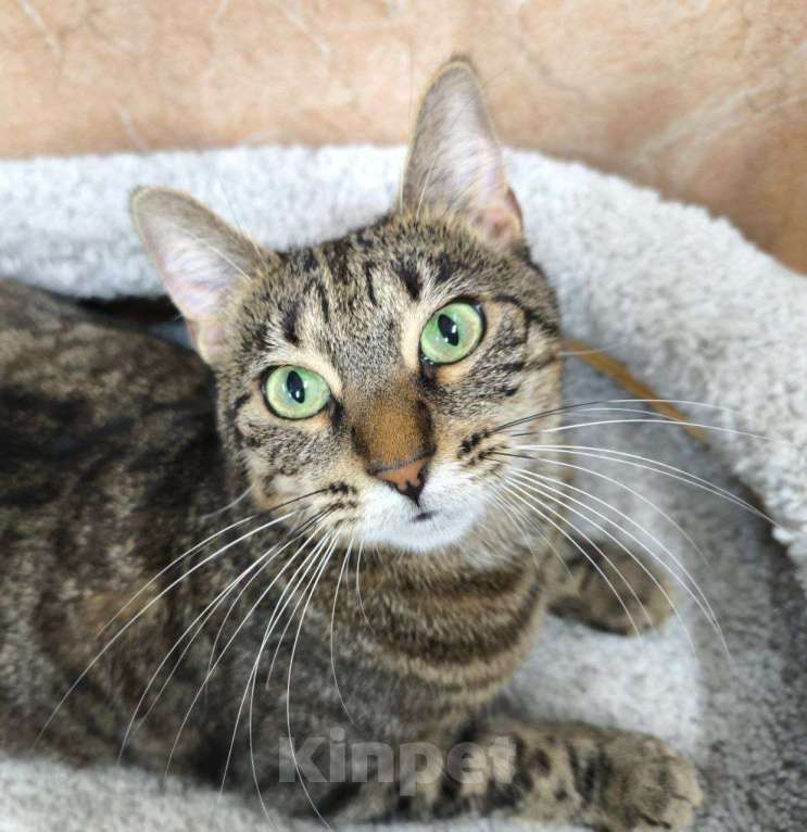 Кошки в Москве: Спокойная кошка в добрые руки Девочка, Бесплатно - фото 1