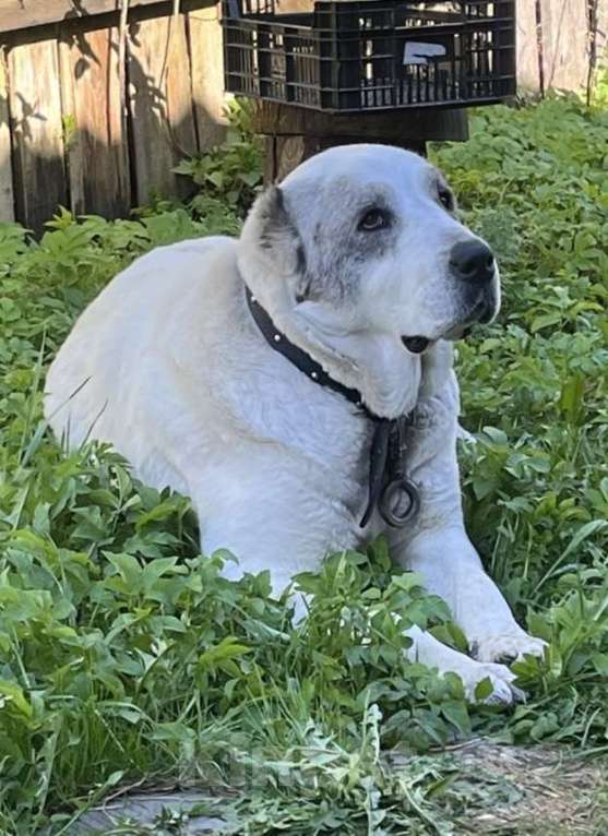 Собаки в других городах Тверской области: Потеряна собака породы АЛАБАЙ (девочка)  Девочка, Бесплатно - фото 4