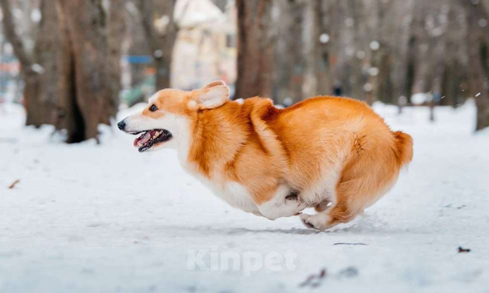 Собаки в Санкт-Петербурге: Вязка прекрасного самца Мальчик, 30 000 руб. - фото 5