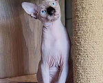 Кошки в Лобне: Котята канадского сфинкса  Мальчик, Бесплатно - фото 5