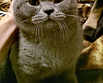 Кошки в Курске: Вязка (кот Феликс Александрович), 1 000 руб. - фото 2