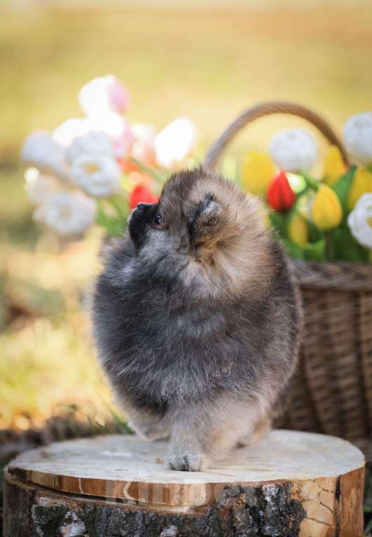 Собаки в Узловой: Девочка померанского шпица мини Девочка, 50 000 руб. - фото 3