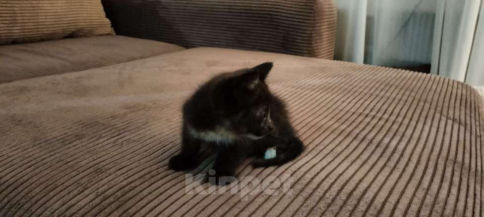 Кошки в Мытищах: Котенок девочка черепахового окраса Девочка, 1 руб. - фото 5