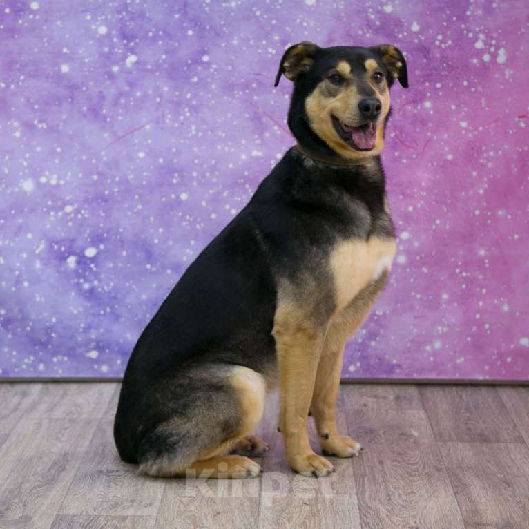 Собаки в Москве: Яна Девочка, Бесплатно - фото 2