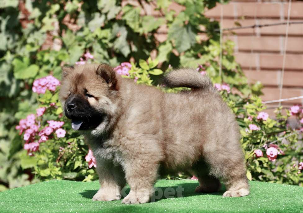 Собаки в Оренбурге: Щенок чау Франкли Фронт Стар  , д/р 25.06.2025г- ждёт самых лучших мам и пап  Мальчик, 80 000 руб. - фото 3