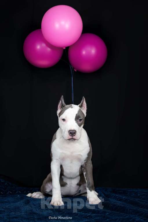 Собаки в Москве: Голубой щенок амстаффа из питомника Девочка, 100 000 руб. - фото 4