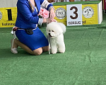 Собаки в Калининграде: Бишон фризе для вязки Мальчик, 1 руб. - фото 5