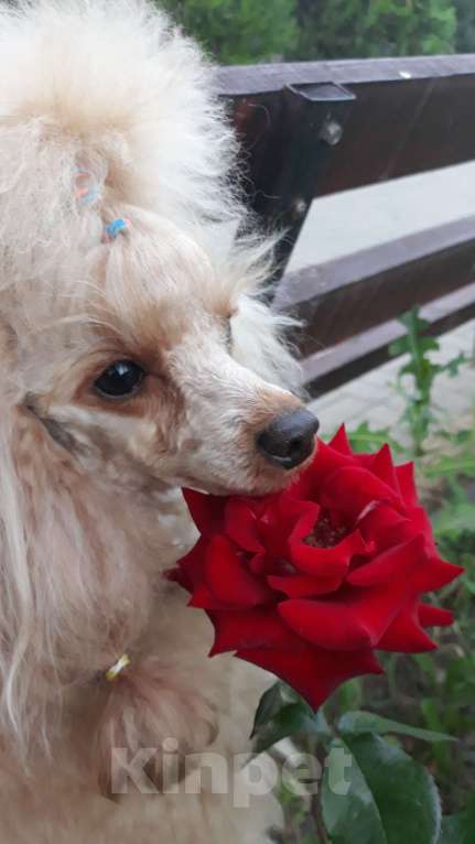 Собаки в Воронеже: Той-пудель вязка Мальчик, 15 000 руб. - фото 1