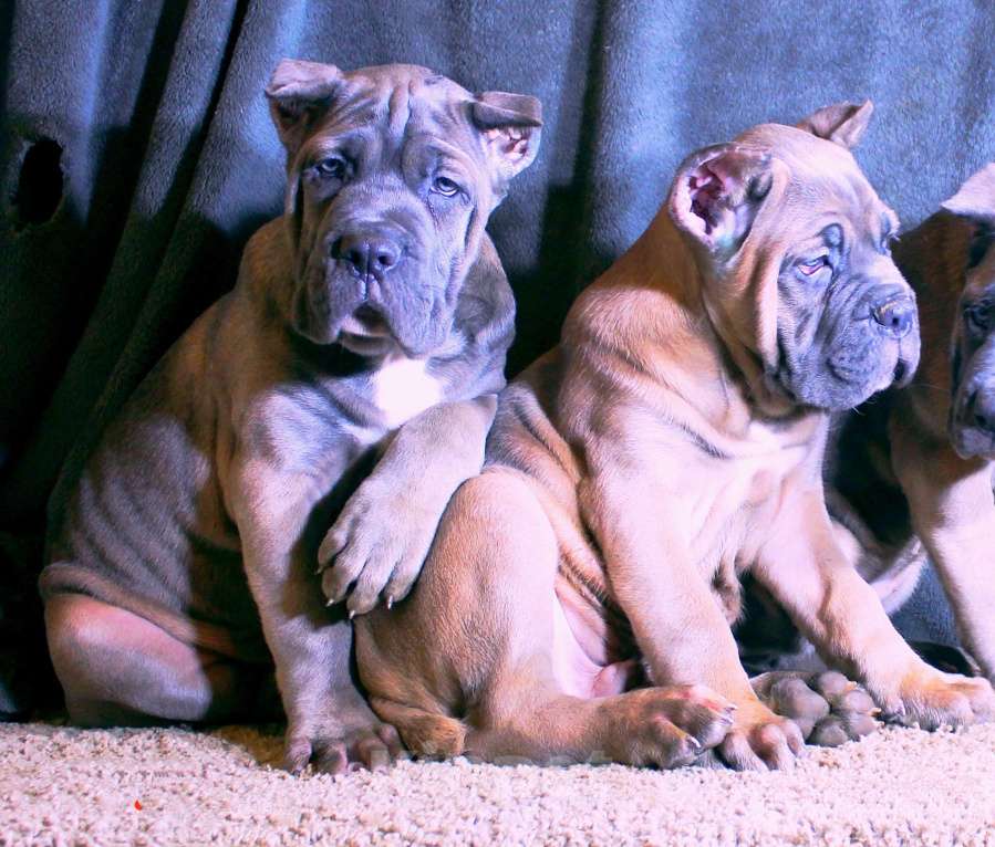 Собаки в других городах Ярославской области: Подрастают малыши Мальчик, 80 000 руб. - фото 3