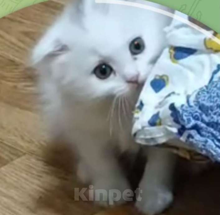 Кошки в Москве: Шотландский вислоухий белый котенок Девочка, 5 000 руб. - фото 4